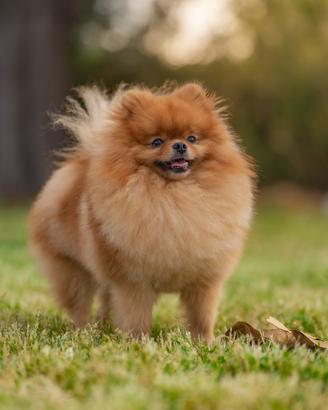 Disponibile Spitz di Pomerania nano per monta