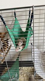 Ratti dumbo