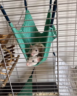 Ratti dumbo