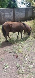 Pony