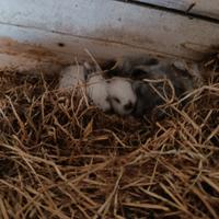 ?Piccoli Coniglietti