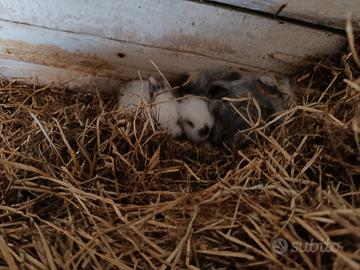 ?Piccoli Coniglietti