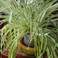 pianta purifica aria