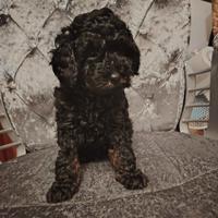 Cucciolo di barboncino