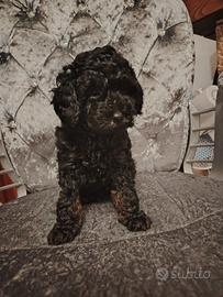 Cucciolo di barboncino