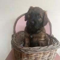 Cuccioli di pastore del briard