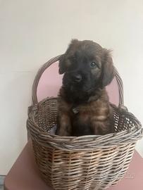 Cuccioli di pastore del briard