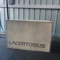 Box lacertosus