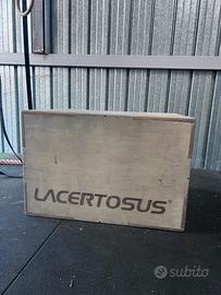 Box lacertosus