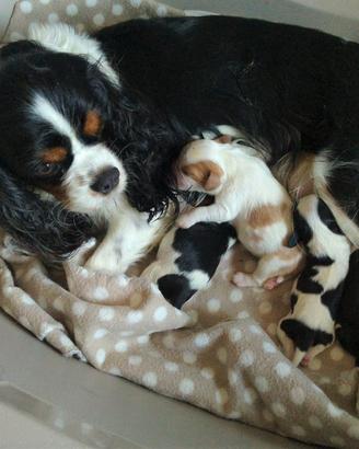 Cuccioli di Cavalier king da privato