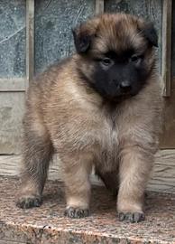 Cuccioli Pastore belga tervueren