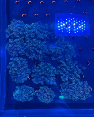 Goniopora coralli acquario marino LPS