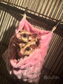 Petauro dello zucchero