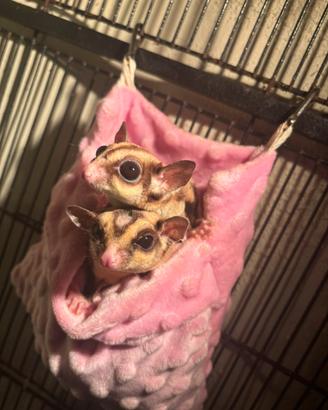 Petauro dello zucchero