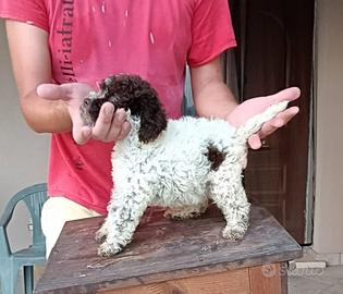Cuccioli di Lagotto romagnolo