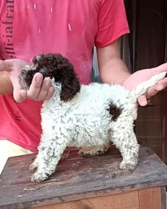 Cuccioli di Lagotto romagnolo