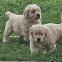 Cuccioli di Golden Retriever Americano