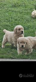 Cuccioli di Golden Retriever Americano