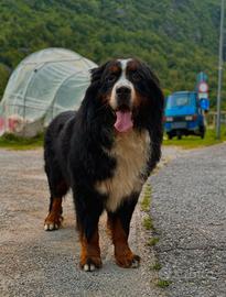 Bovaro del bernese per monta