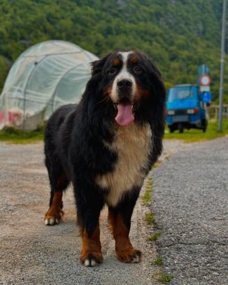 Bovaro del bernese per monta