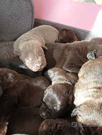 Cuccioli di Cane Corso