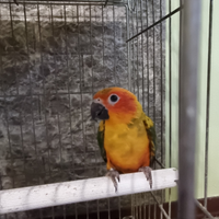 Pappagalli