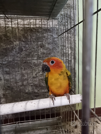 Pappagalli
