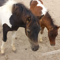 Pony Maschio e Femmina