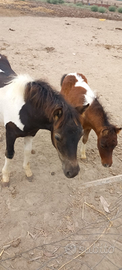 Pony Maschio e Femmina