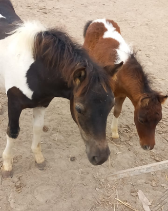 Pony Maschio e Femmina