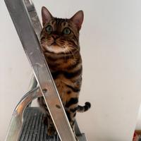 Bengala con pedigree disponibile