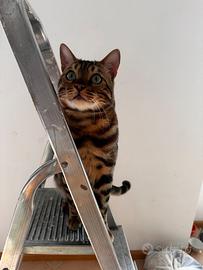 Bengala con pedigree disponibile