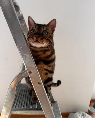 Bengala con pedigree disponibile