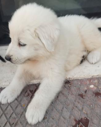 Cuccioli pastore maremmano