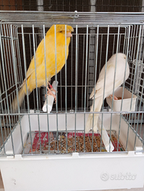 L a n c a s h i r e canarini