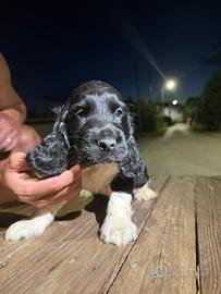 Cocker spaniel