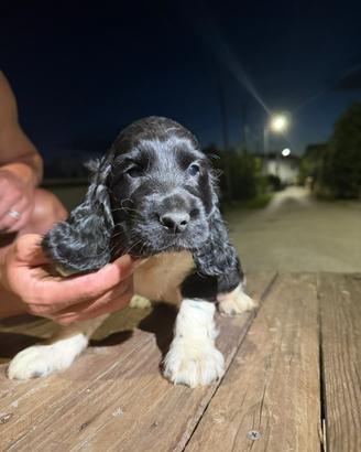 Cocker spaniel