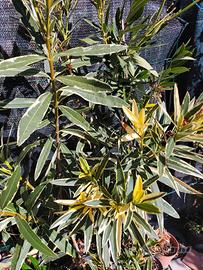 Oleandri foglia variegata in vaso