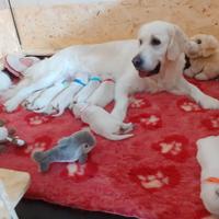 Cuccioli golden retriever con pedegree enci