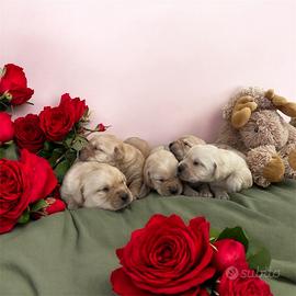 Cuccioli di Labrador retriever con Pedigree Enci