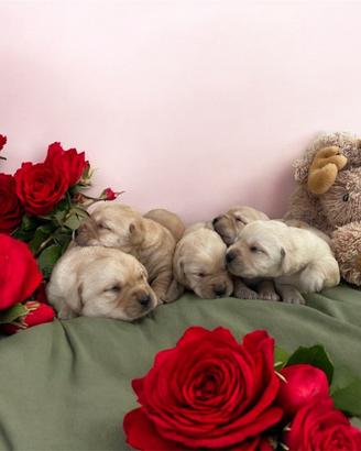 Cuccioli di Labrador retriever con Pedigree Enci