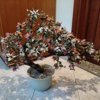 Pianta ornamentale