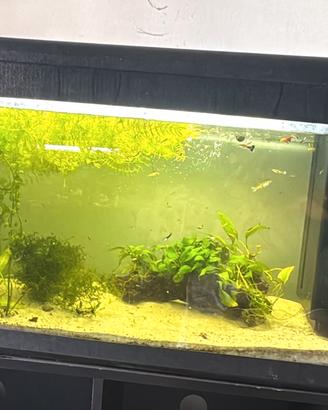 acquario 100 li