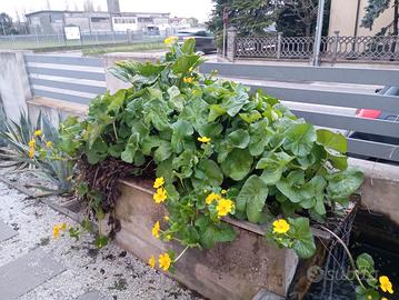 Pianta da leghetto/pond