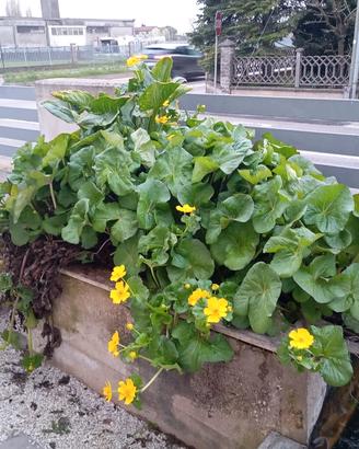 Pianta da leghetto/pond