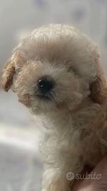 Cucciola di Barbone Toy con Pedigree ENCI