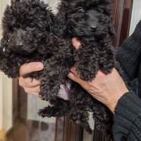 Nero gioco barboncini toy