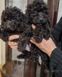 Nero gioco barboncini toy