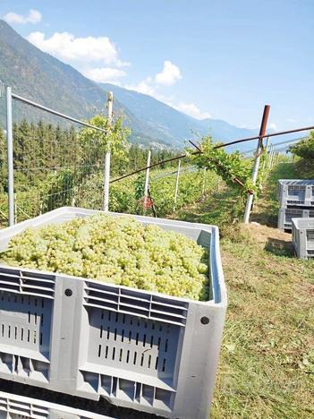 Vigneto in Valsugana