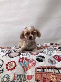 Chihuahua